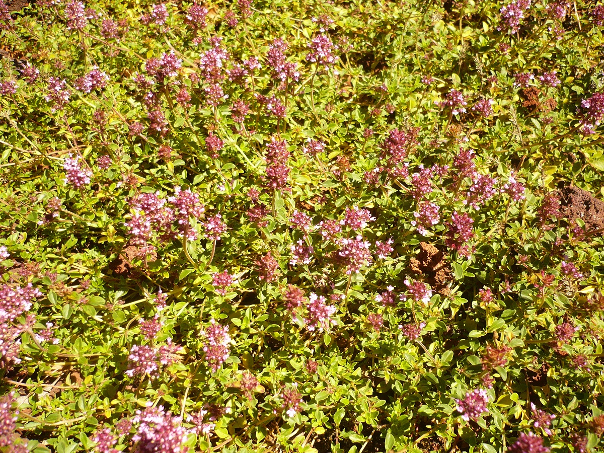 Thymus pulegioides var. pulegioides (Lamiaceae)